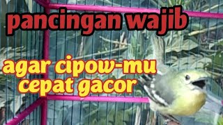Pancingan WAJIB agar sirtu/cipow bahan cepat bunyi dan cepat gacor