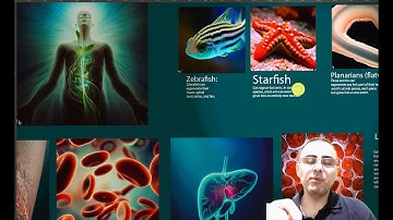 Regeneration in Humans: A Journey from Potential to Reality