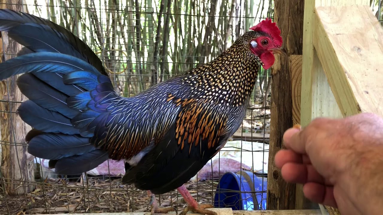 grey jungle fowl