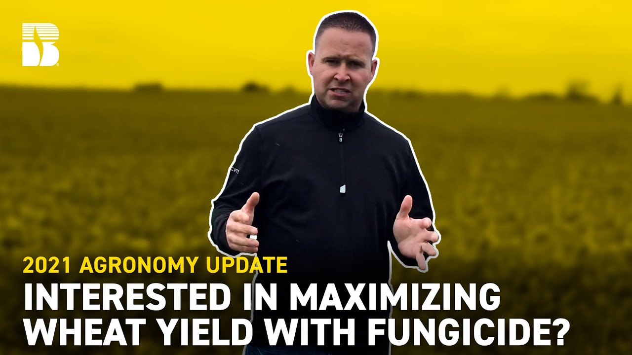 Interested in Maximizing Wheat Yield with Fungicide? | Beck's Agronomy Update