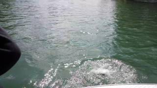 One fish Two Guys