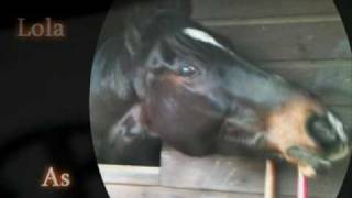 Black Beauty Trailer- Summer 2011