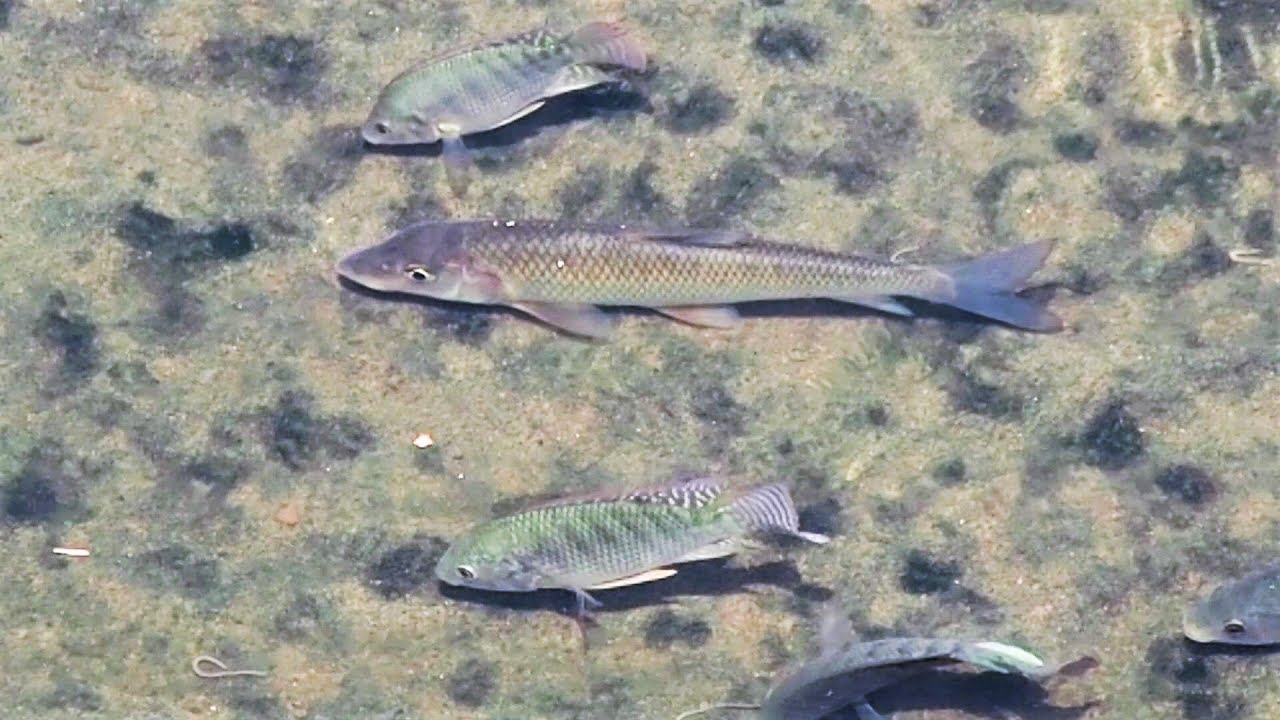 1080713南港大坑溪俗稱竹竿頭的唇䱻(Hemibarbus labeo)與吳郭魚混棲同一水域 - YouTube