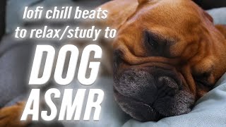 My Cute Dog Sleeping! 🙏❤️ (ASMR - My New Channel Direction)