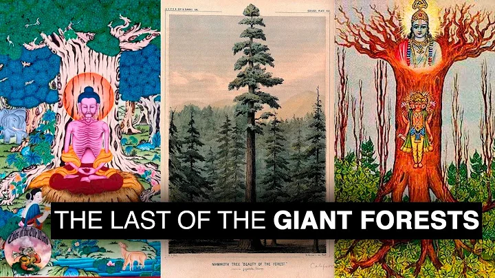 Why were all the GIANT TREES cut down?