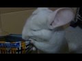 【Chinchilla】おやつの時間だよ~。