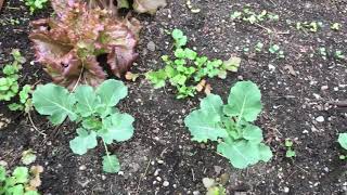 Famous More of Our Garden Net Worth