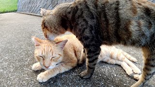 いつもより甘えん坊のベンガル猫と少しピリピリした様子の茶トラ猫