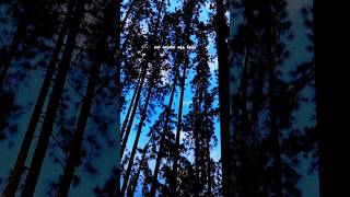 ஒத்த தாமர ஏ வாழ்வில் வந்த தேவத...🍃✨️❤️ #shorts #shortsfeed #tamilsong #lovesong #nature #lyricssong
