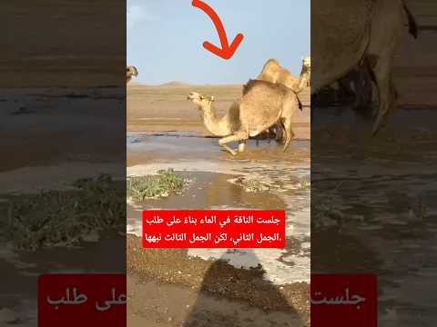 جلست الناقة في الماء بناء على طلب الجمل الثاني لكن الجمل الثالث نبهها جمل صحراوي دليل سري