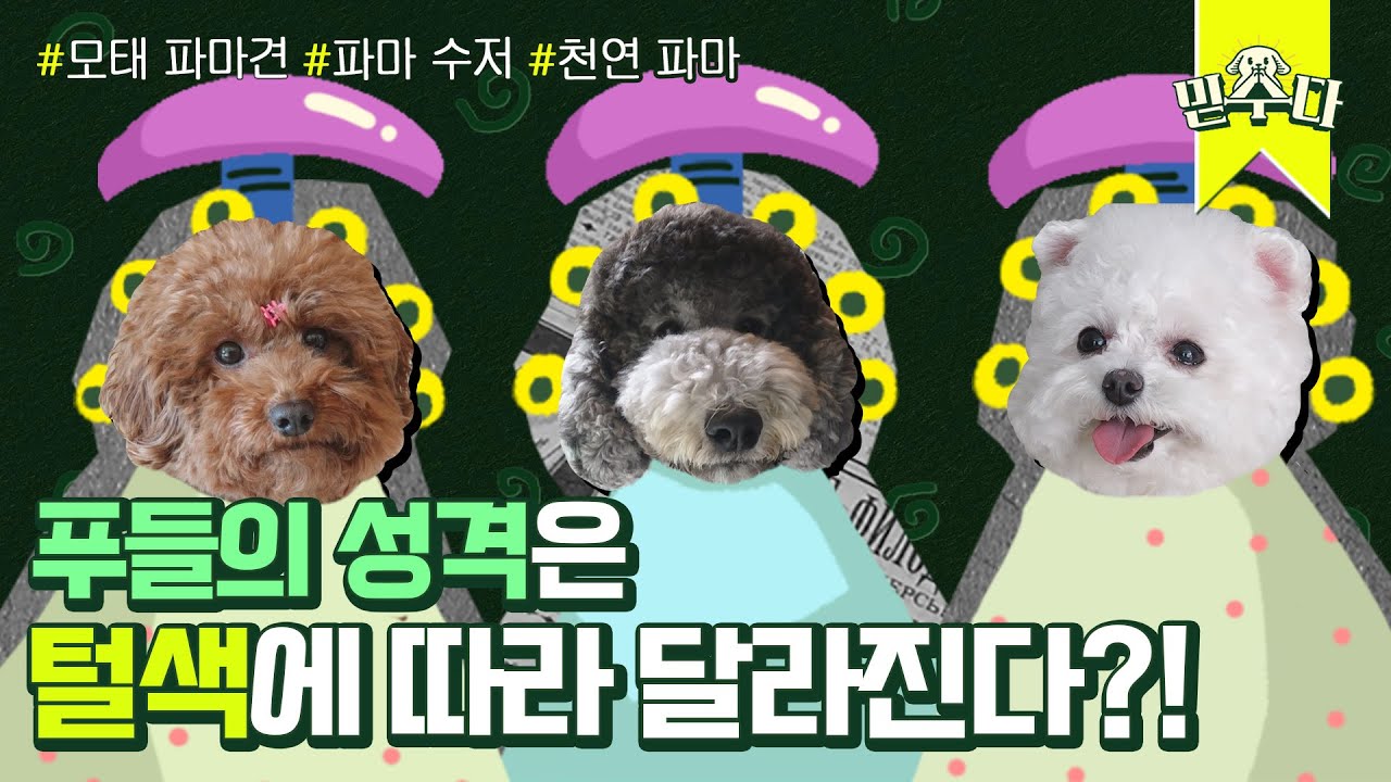 털색과 성격은 연관성이있다? 알수록 매력적인 푸들이야기🐩ㅣ믿수다 푸들 1편