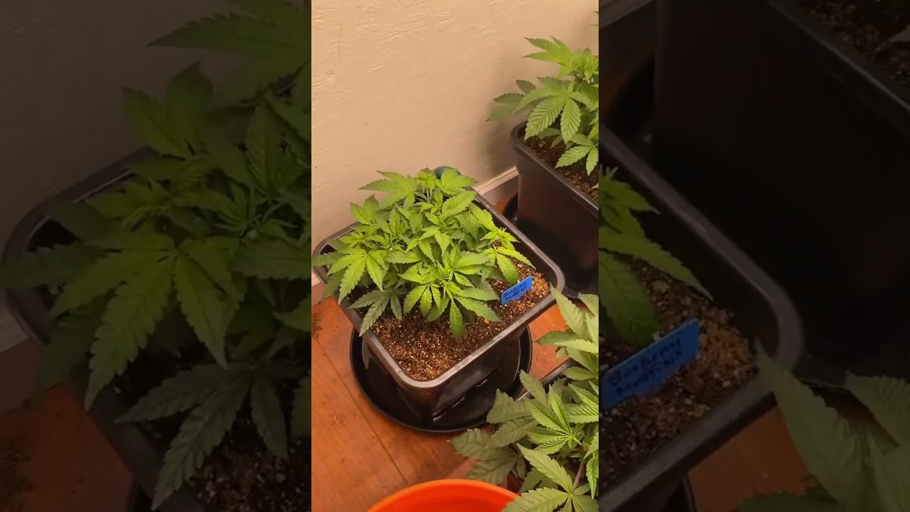 Elev8 seeds organic grow 