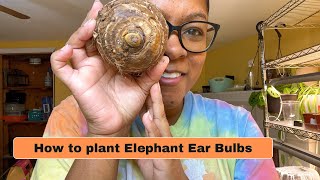 How to Plant Elephant Ear Bulbs + Tips | Elephant Ear Bulb Top and Bottom | Bonus Watering Example!