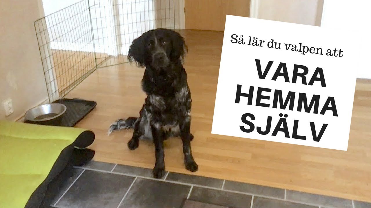 Så lär du valpen att vara hemma själv