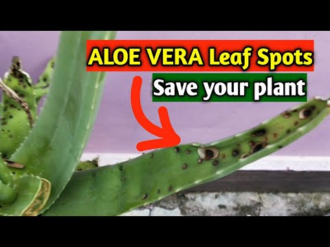 HOW TO SAVE ALOEVERA FROM LEAF SPOT FUNGAL DISEASE | ALOEVERA RUST ||