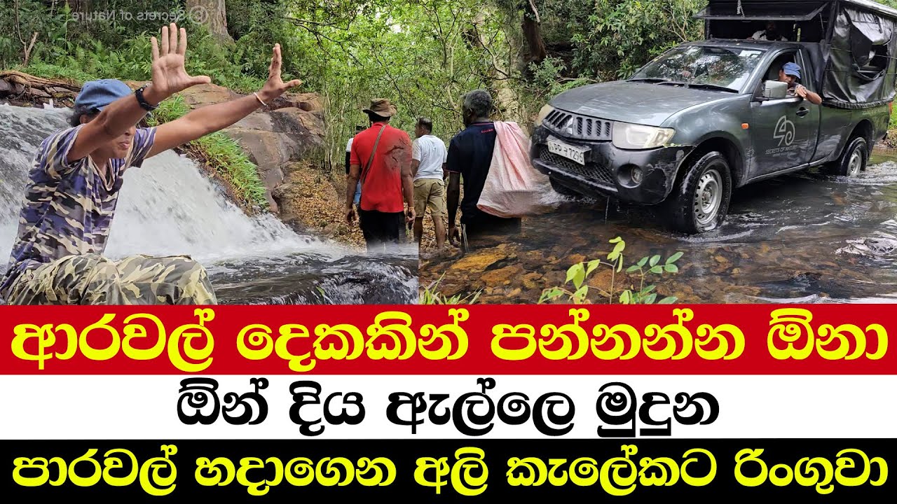 ආරවල් දෙකකින් පන්නන්න ඕනා | ඕන් දිය ඇල්ලෙ මුදුන | පාරවල් හදාගෙන අලි කැලේකට රිංගුවා