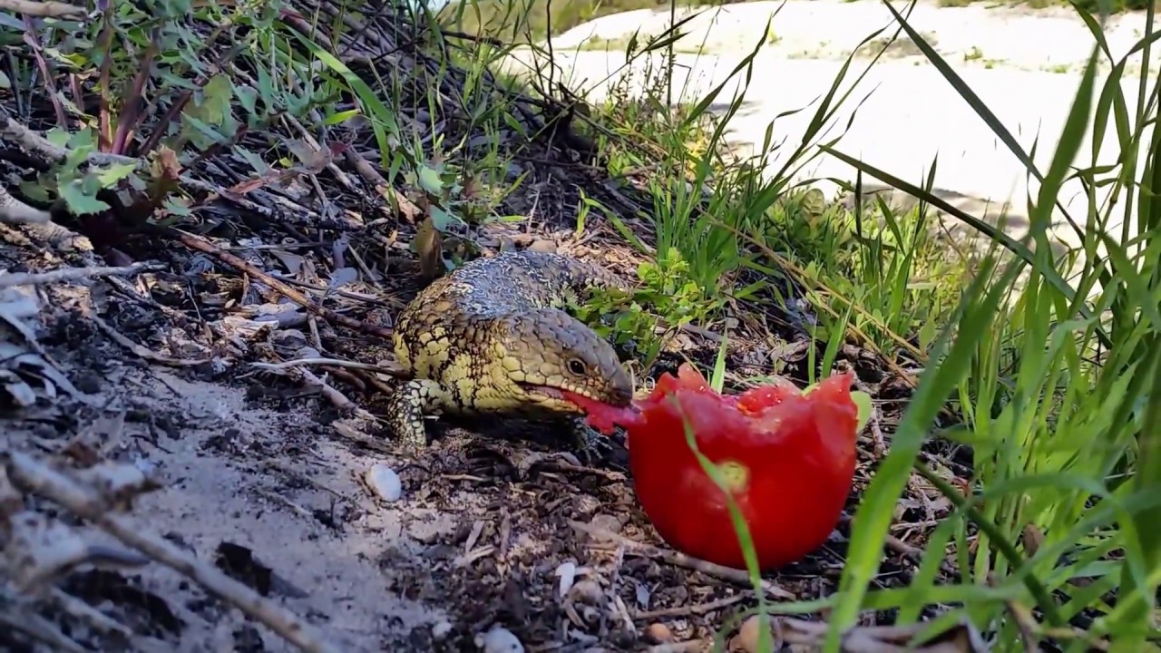 Shingleback Lizard viciously attacking a defenseless tomato YouTube