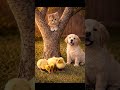 📸A Kitten on the Tree, Ducklings in a Line, and a Proud Puppy Create the Cute Portrait #shorts