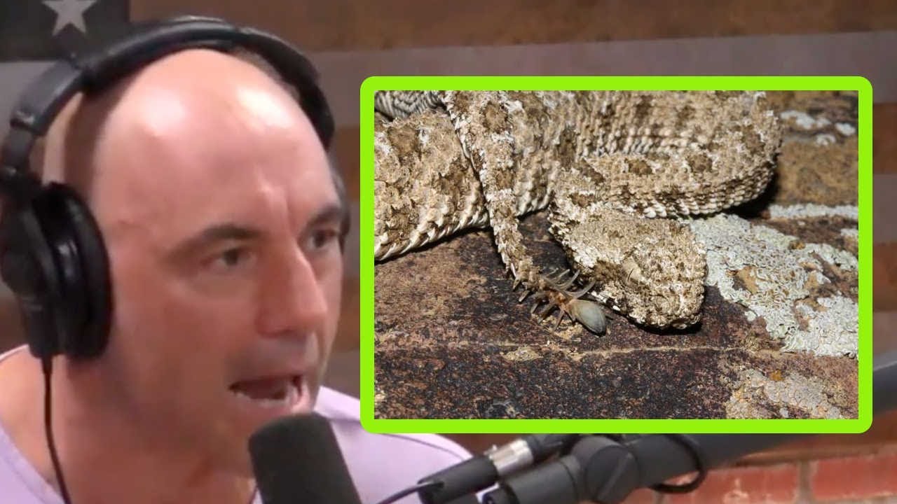 Joe Rogan AWESTRUCK by Nightmarish Spider-Tailed Viper