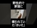 「こんな猫捨ててきて」と言われた猫。★おはよー猫【きいた】物語★　#short