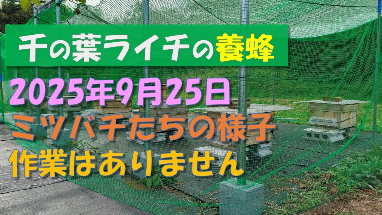 2025年9月25日ミツバチたちの様子のみ撮影（養蜂）】 - YouTube