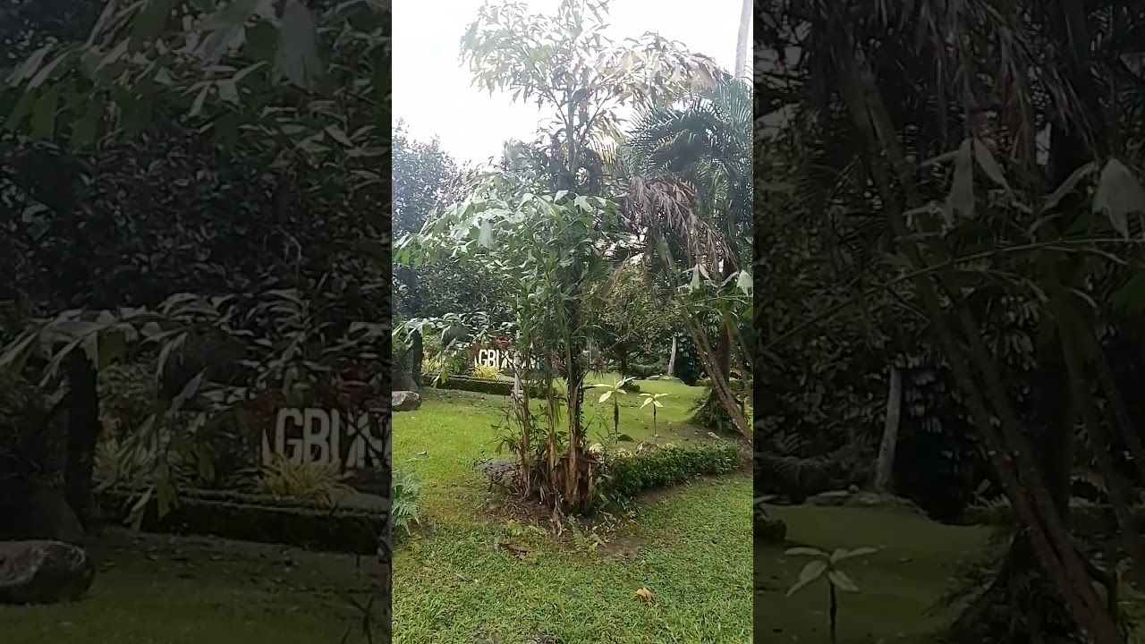 Amazing Fish Tail Palm