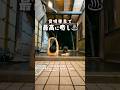 アラサー夫婦の食い倒れ熊本旅 #shorts