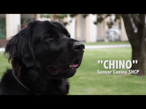 Chino: el perro guardián de Palacio Nacional