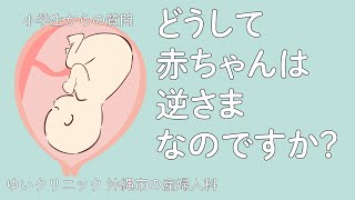 どうして赤ちゃんは逆さまなのですか Youtube
