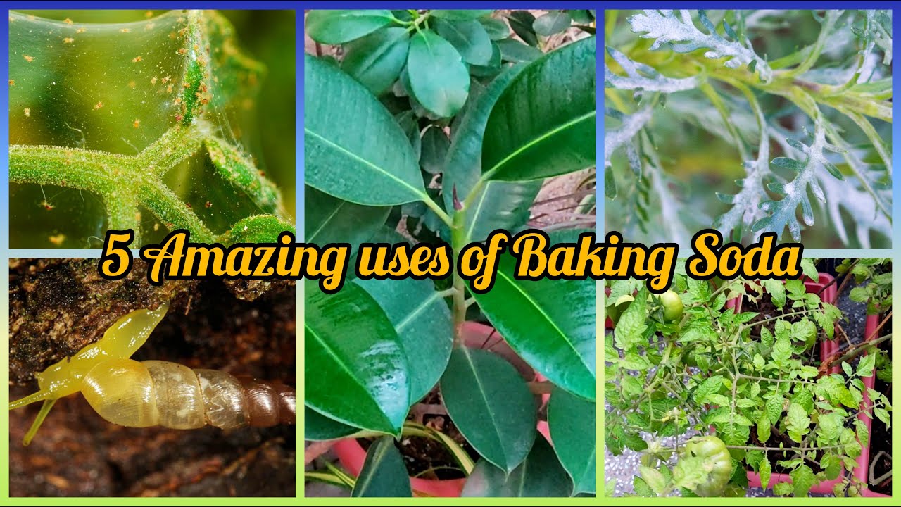 Pest free and lush green garden using Baking Soda