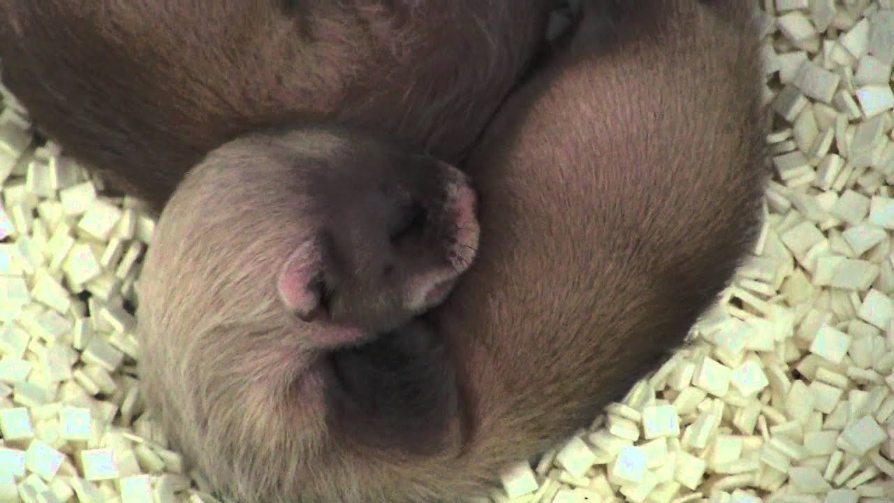 u.s. virgin islands Endangered Black-footed Ferret Kits!