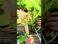 All Vines No Fruit Prune Your Pumpkin Vines Right for Bigger Yields 🎃✂️✨