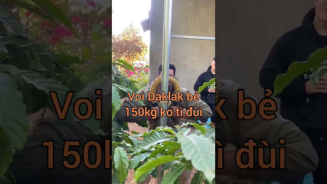 Voi Daklak bẻ thanh lò xo 150kg không tì đùi - Hành trình trở thành vua bẻ lò xo của Voi Daklak