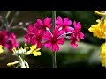 Лучшая Инструментальная Классическая Музыка ! Пианино Фортепиано Релаксация Цветы Видео The Best In