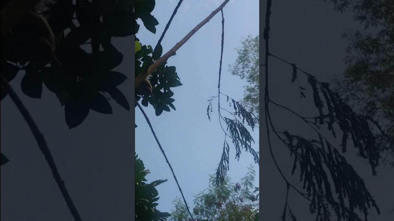 Mikat burung kecil dapat burung sirpu, prenjak tamu, manggar, mantenan