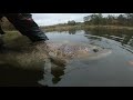 Baltic salmon in Neris river, C&R, 2019 10 10