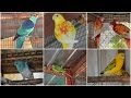 Breeding Parrot pairs Spring 2014