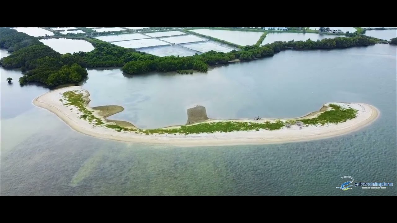 Nature Nurtures - Palaya Shrimp Farm - YouTube