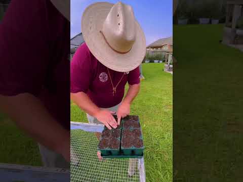 Video: Plumeria sėklų ankštys: kaip ir kada rinkti Plumeria sėklų ankštis