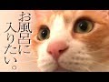 どうしてもお風呂に入りたい猫