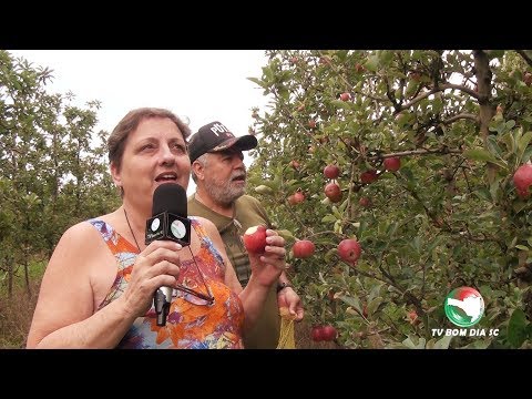 Fraiburgo Terra da Maçã