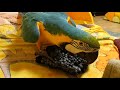 Попугай ара отбирает тарелку с ягодами