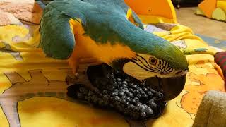 Попугай ара отбирает тарелку с ягодами