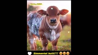 ZAVQ VAQTI!!! Simmental bulll!!!