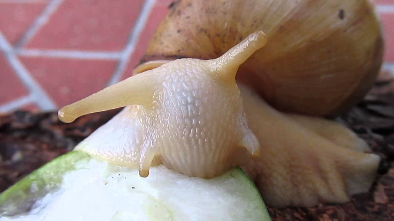 Canon PowerShot SX170 TEST MACRO Albino Snail eating greens YouTube