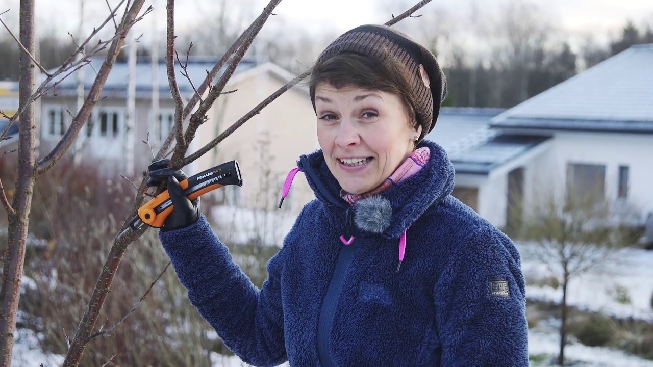 Vältä yleisimmät virheet puun leikkauksessa
