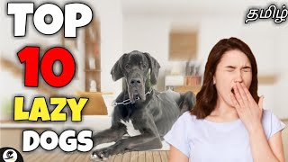 Top 10 laziest dog breeds in the world | cute | friendly | funny