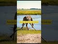 Why Do Giraffes Have Such Incredibly Long Necks? 🦒🌿