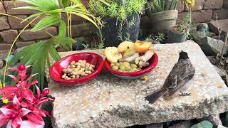 Peaceful Morning With Colorful Birds Birds Eating Fruits Calm Nature Video