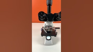 Oysters under the microscope #microscope #microscopeimages #viral #science